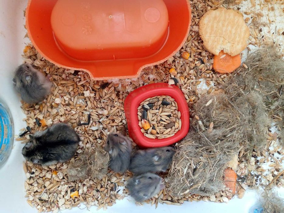 Хомячки Кременчуг