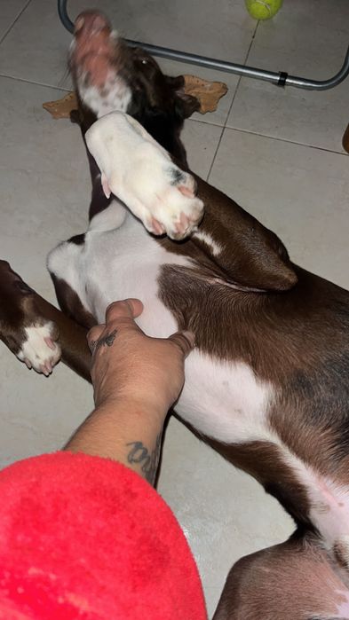 Cãozinho dócil para adoção