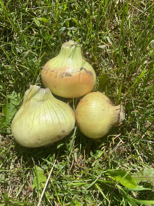 Цибуля оптом …..