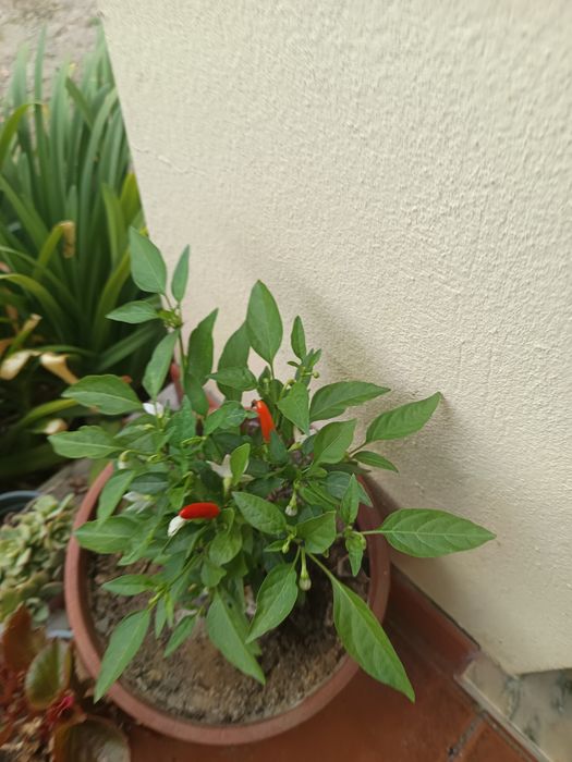 Mudas de Pimenteira Malagueta - Pimentas Frescas da Época - cavadas-mira
