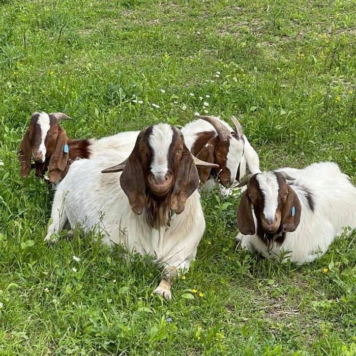 Племені козенята від 7500