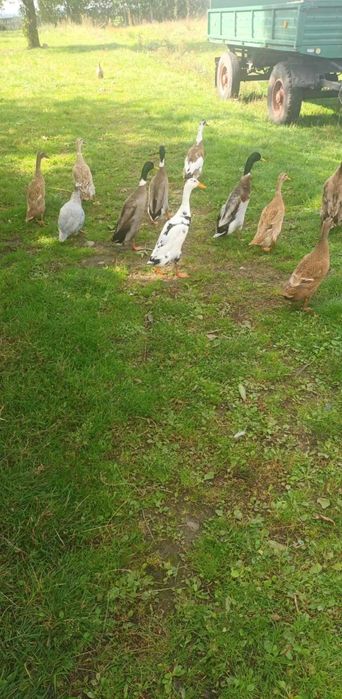 kaczki bieguski z własnego chowu