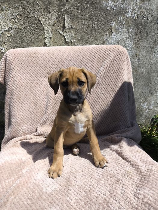 Sammy bebé para adopção