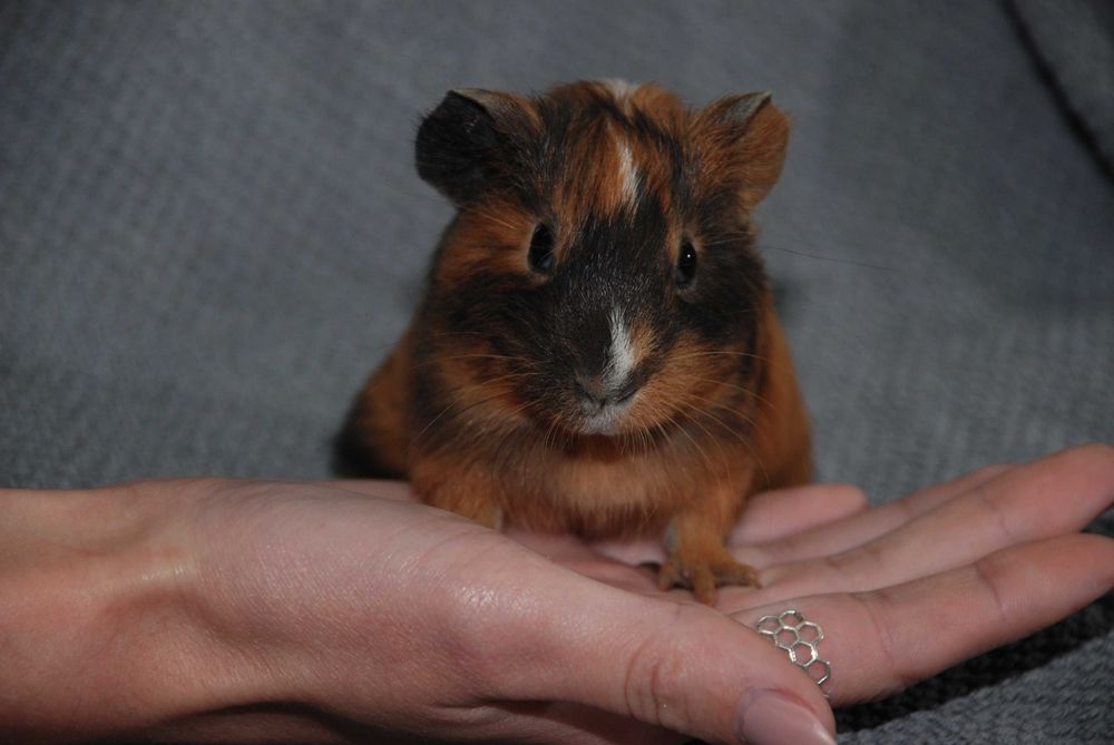 Морская свинка Распродажа, свинки стандарт