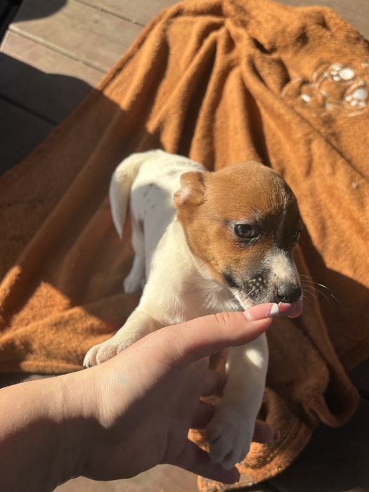Jack Russell Terrier Suczka