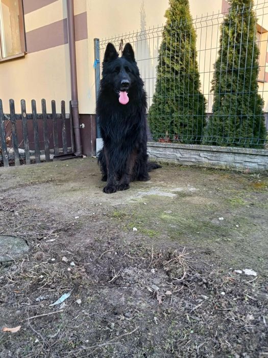 Owczarek Niemiecki Długowłosy