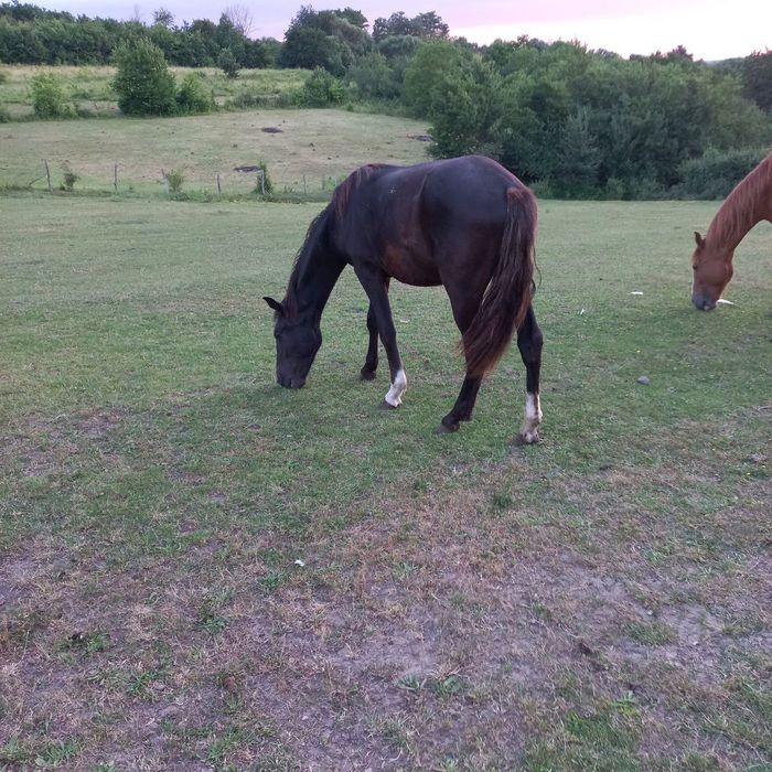 Продам жеребця, молоді коні