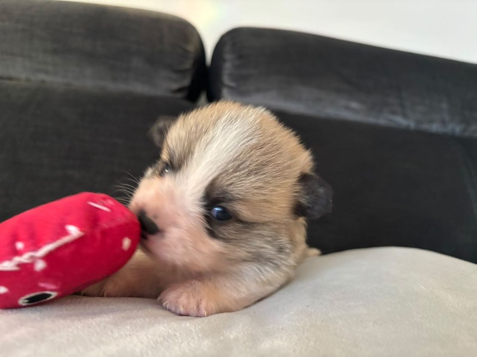 Suczka Welsh Corgi Pembroke ZKWP FCI