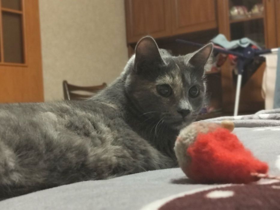 Кошечка в хорошие руки