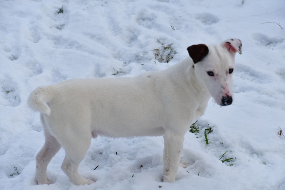 Śliczny piesek Jack Russell Terrier!
