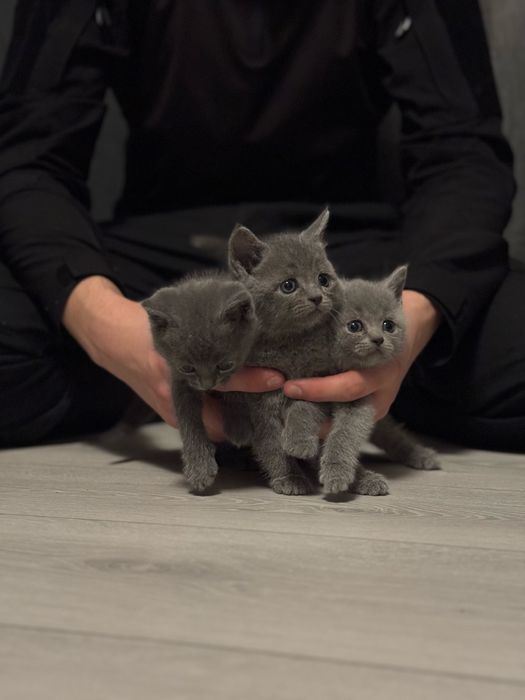 Котенята від Британської кішки