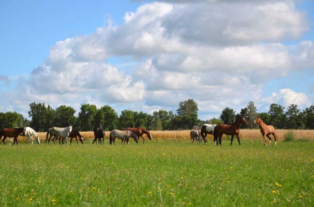Noclegi pokoje Agroturystyka