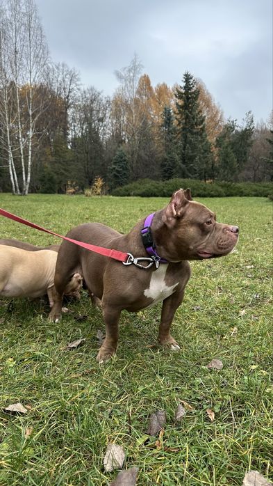 American bully standart