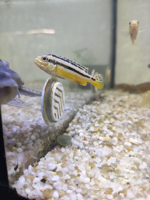 Auratus ciclidio Africano