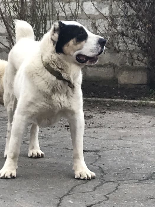 Продаж собаки/щенята алабай