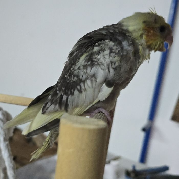 Caturra criada à mão – Macho (Sexado)