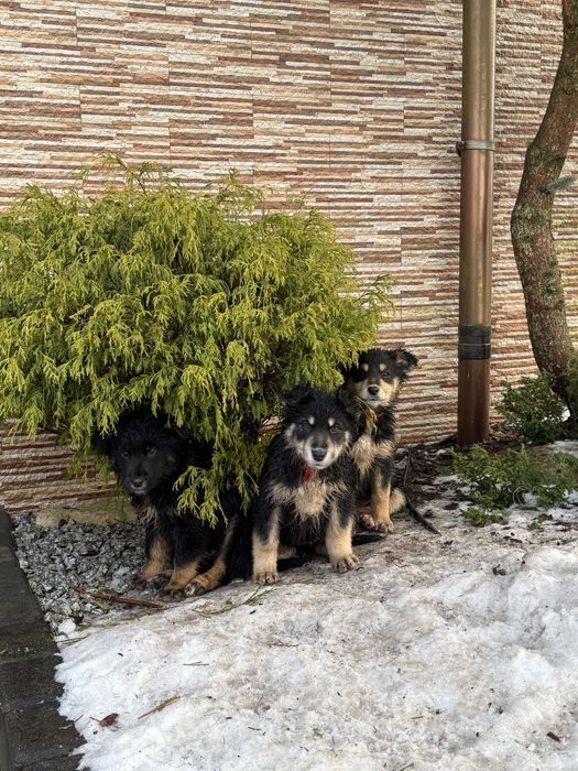 Oddam pieski border collie mieszane