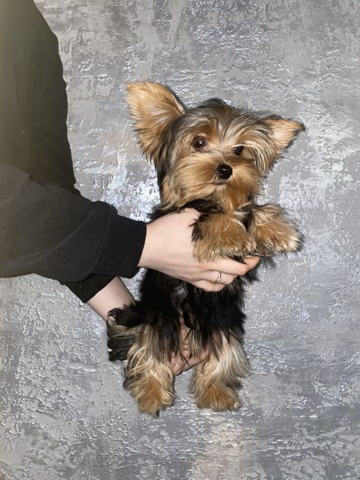 Йорк.  дівчатка міні