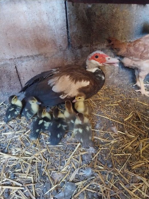 Patos mudos com 30 a 40 dias