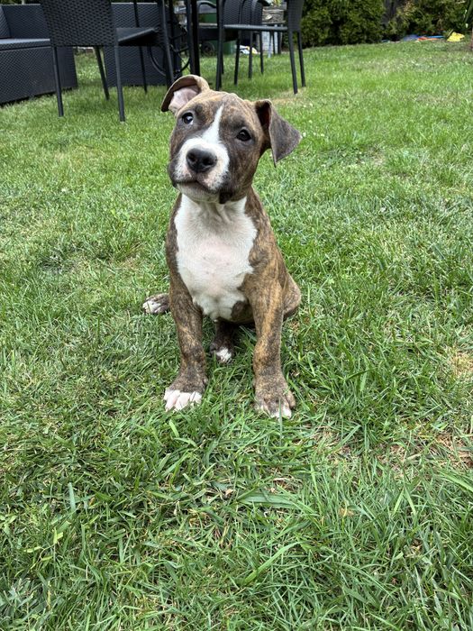 Piesek rasy American Bully