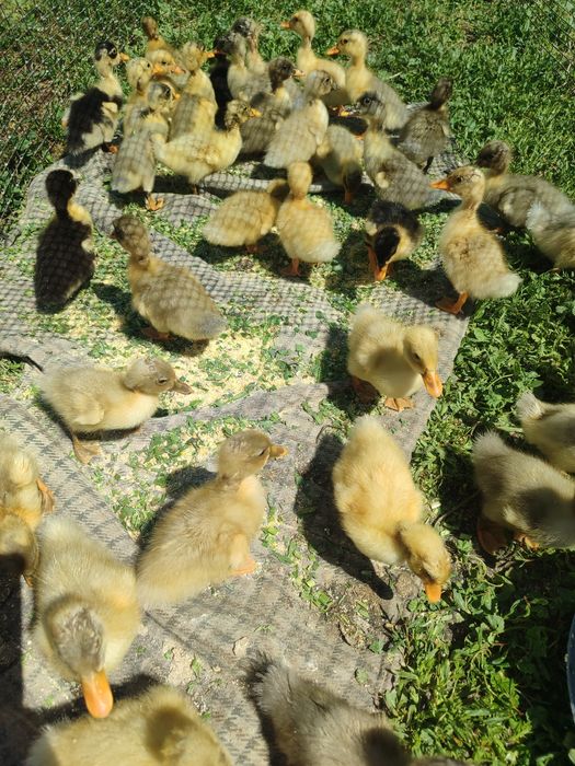 Продам індичата з індичкою ,каченята 100/1