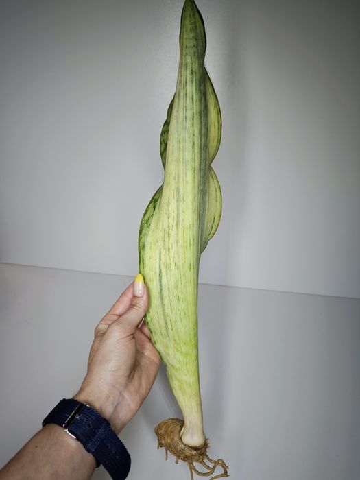 Sansevieria Bruda