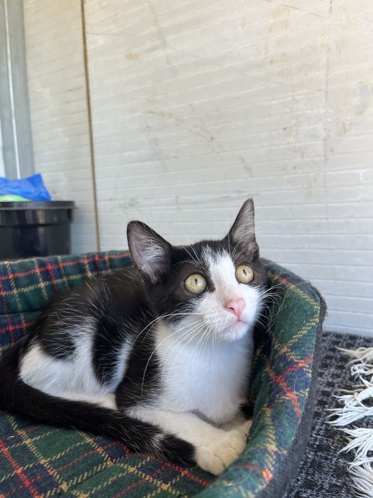 Oreo- Gatinha bebé para Adoção