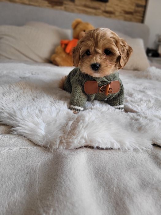 Uroczy piesek maltipoo F1