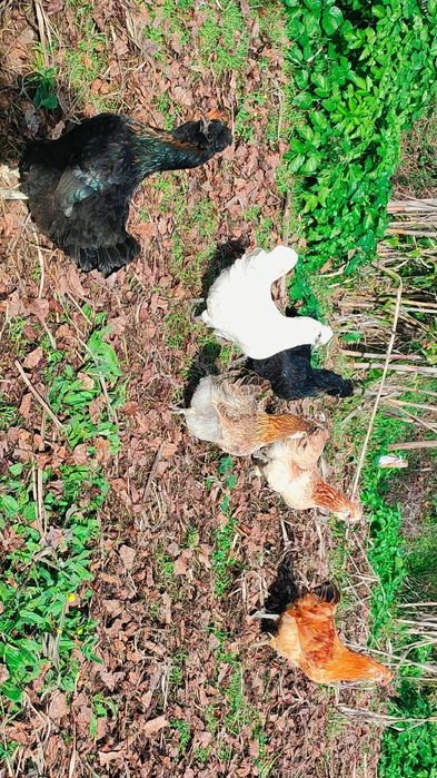 Coquitas Traçadas Sedosas Do Japão