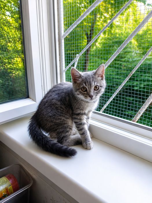 Котёнок в самые заботливые руки