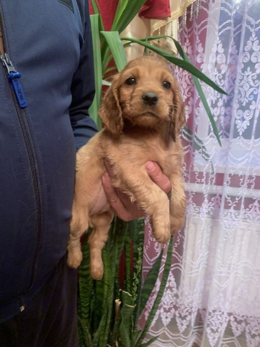 Продам цуценят Кокера