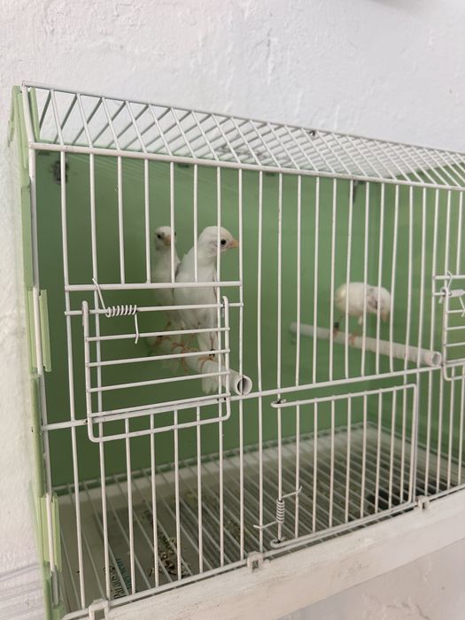 Canarios para midar de casa