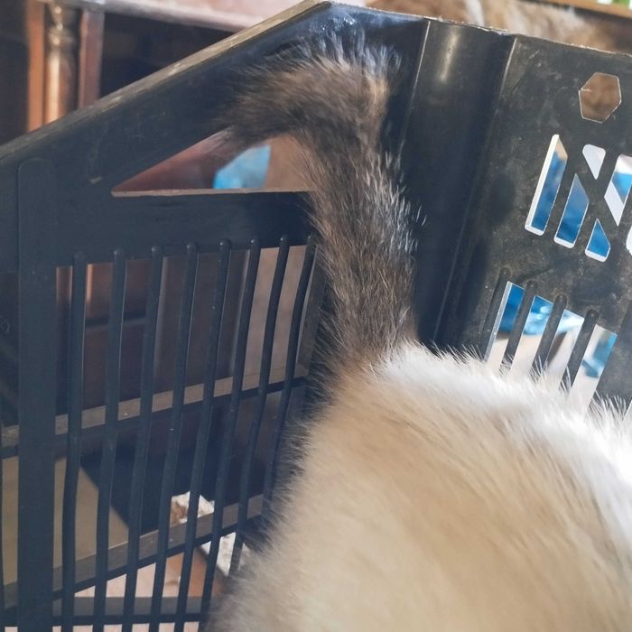 Gatinhos bebés para adopção
