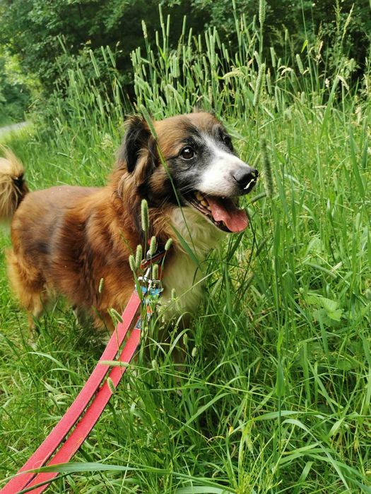 Mandu czeka na dom...