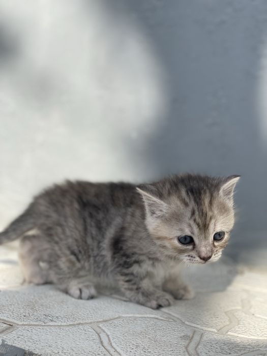Котик в добрі руки
