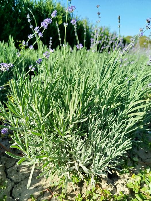 Продам лаванду. Дуже гарні кущі,наразі саме цвітуть.