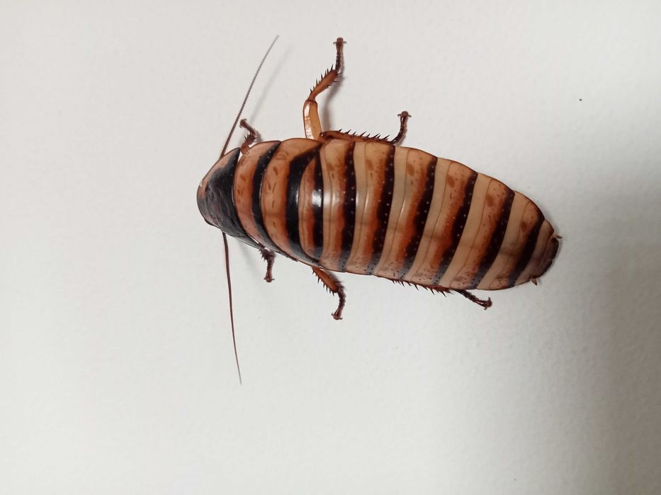 karaczan Elliptorhina javanica