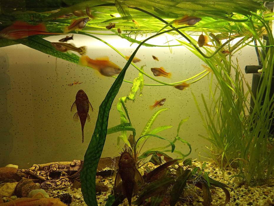 Sprzedam glonojady,mieczyki,gupiki,