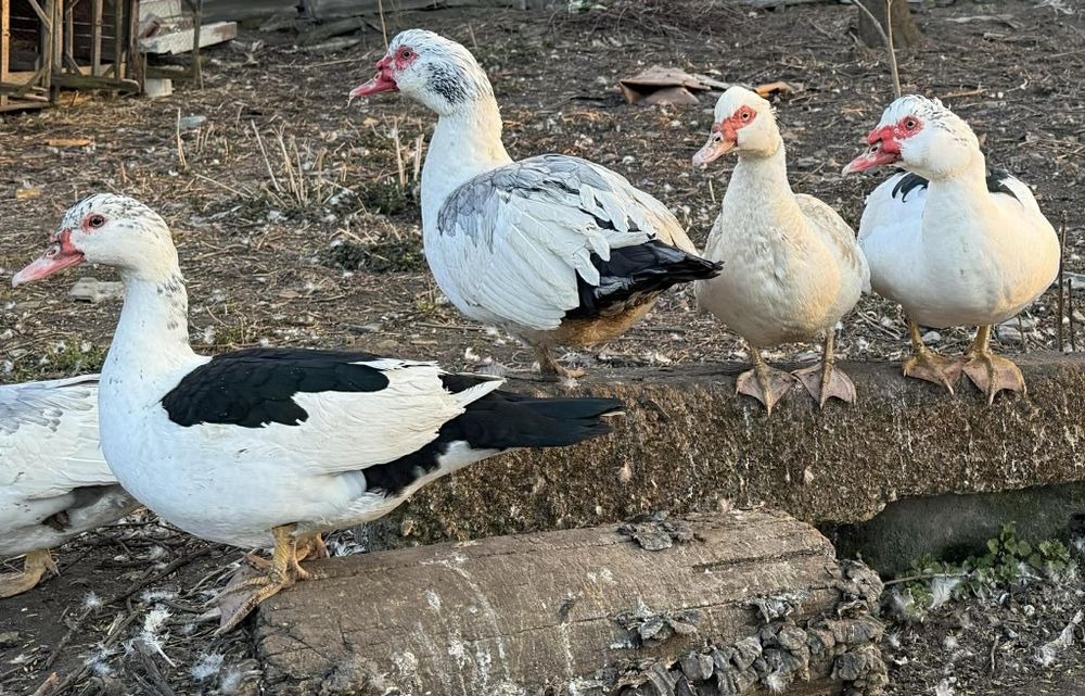 Kaczki i kaczory francuskie