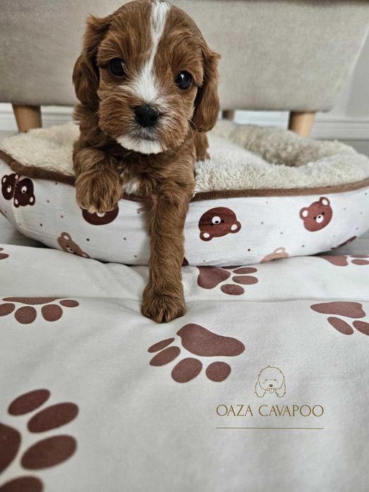 Cavapoo F1B Chłopiec