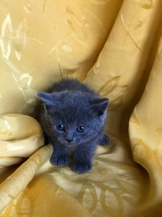 Котенок кошечка бесплатно