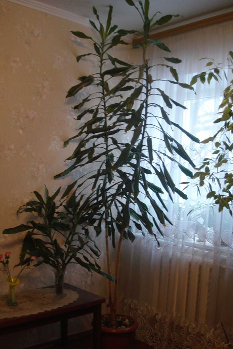 Цветок драцена есть 4 шт