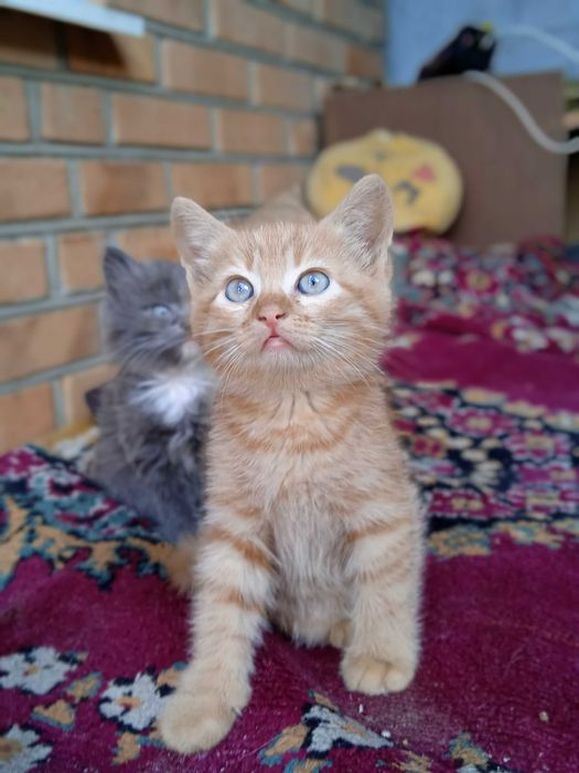 Кошенята в добрі руки!