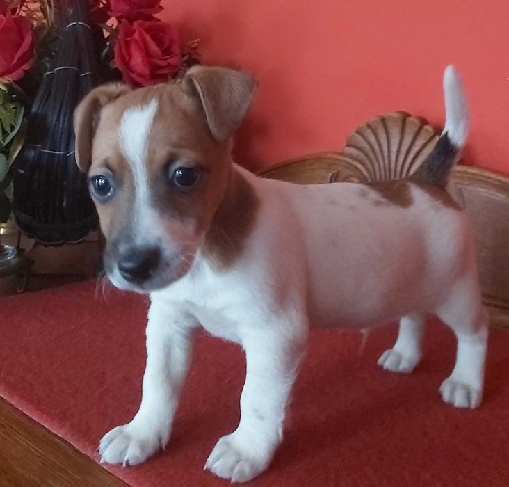 Jack Ruussel Terrier piesek gładkowłosy