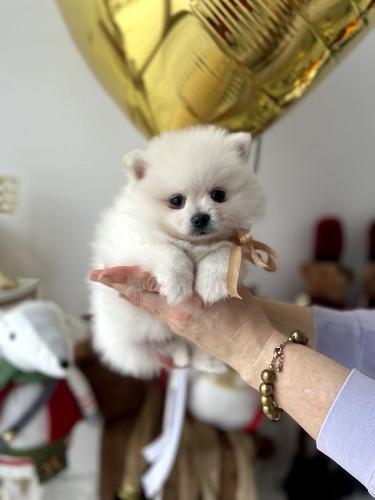 Ексклюзивні  Померанські шпіци з ідеальним характером