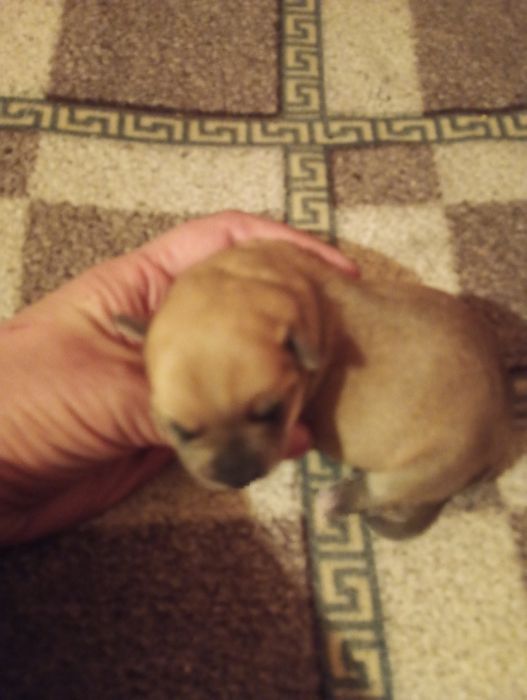 Oddam za darmo szczeniaki 5 szczenięta bez rasy2 dziewczyny i 3 hlopak