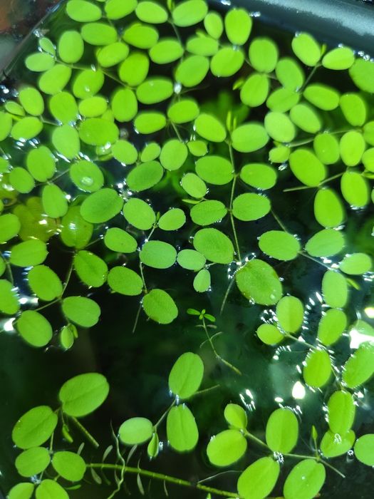 Salvinia Natans/Salwinia pływająca