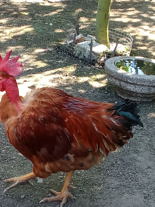 Galo caseiro cantador