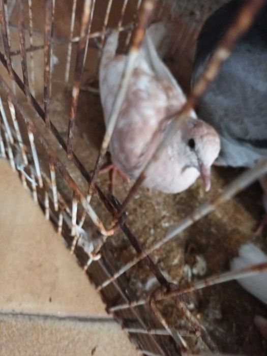 Vendp rolas  casal novinhas