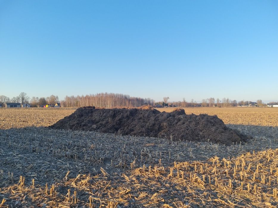 Kurzak, pomiot kurzy, obornik kurzy, obornik bydlęcy
